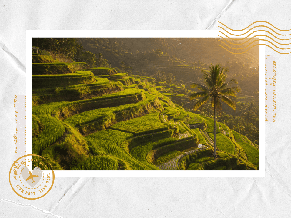Terraced rice fields in Bali at golden hour